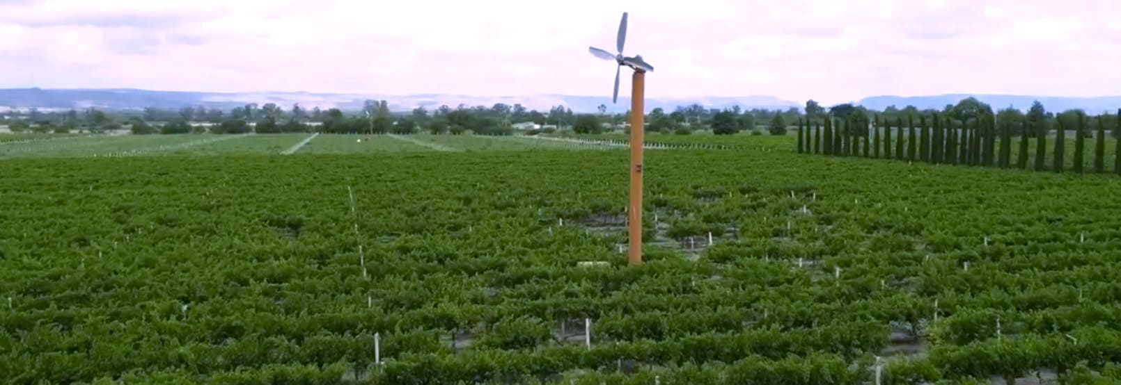 RUTA DEL VINO EN AGUASCALIENTES